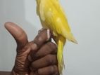 Ringneck Parrot