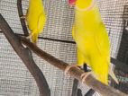 Indian Ringneck Birds