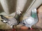 Indian Pigeons