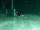 Indo Tiger Cross Belly Neck Fish