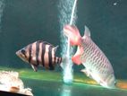 Indo Tiger Crossneck Crossbelly
