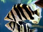 Indo Tiger Fish CN WC