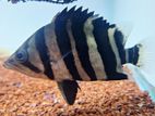indo tiger fish