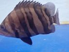 indo tiger fish