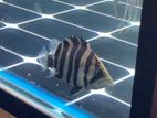 Indo Tiger Fish