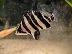 Indo Tiger Fish