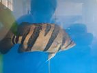Indo Tiger Fish