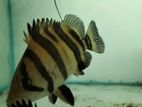 Indo Tiger Fish