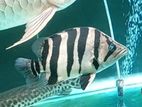 Indo Tiger Fish