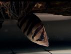 Indo Tiger Fish