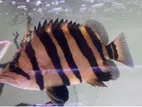 Indo Tiger Fish (Sumathra)