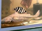 Indo Tiger Fish