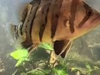 Indo Tiger Fish