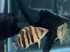 Indo Tiger Fish