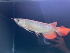 Indonesian Super Red Arowana