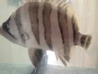 Indonesian Tiger Fish