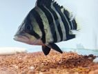 Indonesian tiger fish.