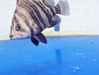 Indonesian tiger fish