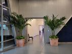 Indoor and Outdoor Plant Rent Service