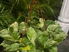 Plants Lot