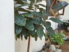 Indoor Large Rubber Plant