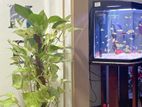 indoor plant