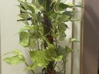 Money Plant (Pothos)