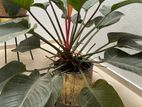 indoor plant with the brass pot