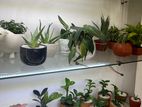 Indoor Plants