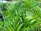 indoor plants