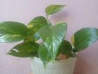 Indoor Pothos Plants