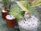 Aglaonema Indoor Plants