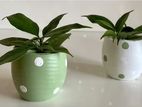 Indoor Plants Pots