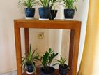 Indoor Plants with Vases