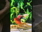 Infinix Note 50 (Used)