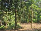 ඉංගිරිය – හඳපාන්ගොඩින් පර්චස් 24ක අගනා නේවාසික ඉඩම