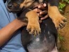 Rottweiler Puppies