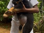 Rottweiler Puppies