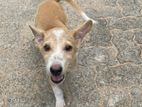 Puppy for A Kind Home