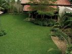 Interlock & Malaysian Grass