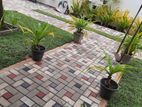 Interlock Paving and Australian Grass