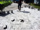 Interlock Paving