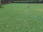 Interlock Paving with Malaysian Grass