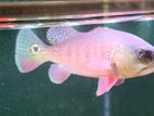 Intermedia Bass Fish