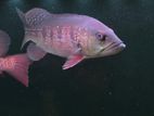 Intermedia Bass Fish