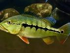 Intermedia Peacock Bass