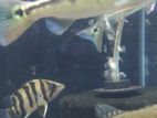 Intermedia Peacock bass