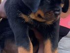 International Quality Rottweiler Puppy