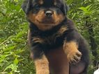 International Quality Rottweiler Puppys