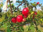 Pomegranate
